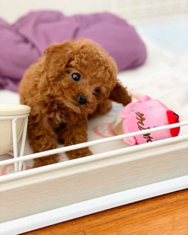 Lily- Female Teacup Poodle Puppy